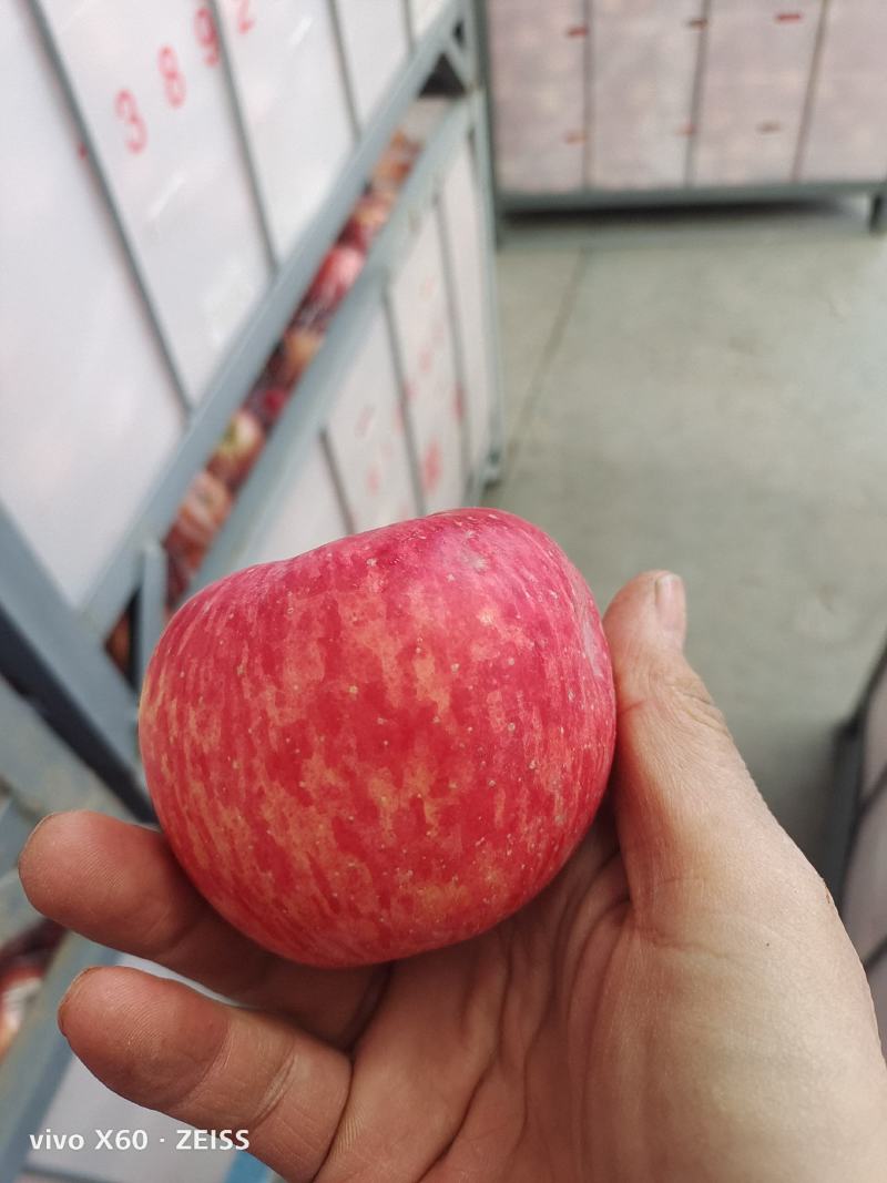 陕西苹果批发:品质与规模并举的新时代选择